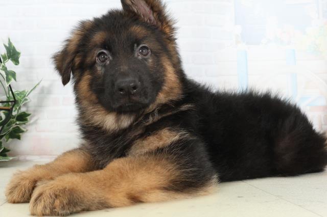 熊本県のハーフ犬・ミックス犬 (Coo&RIKU熊本店/2026年2月25日生まれ/男の子/ブラックタン)の子犬の3枚目の画像
