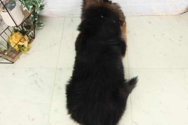 熊本県のハーフ犬・ミックス犬 (Coo&RIKU熊本店/2026年2月25日生まれ/男の子/ブラックタン)の子犬の4枚目の画像