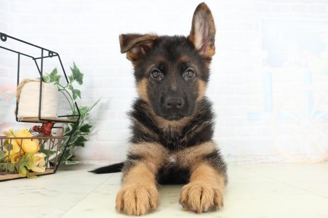 鹿児島県のハーフ犬・ミックス犬 (Coo&RIKU鹿屋店/2026年2月25日生まれ/女の子/ブラックタン)の子犬