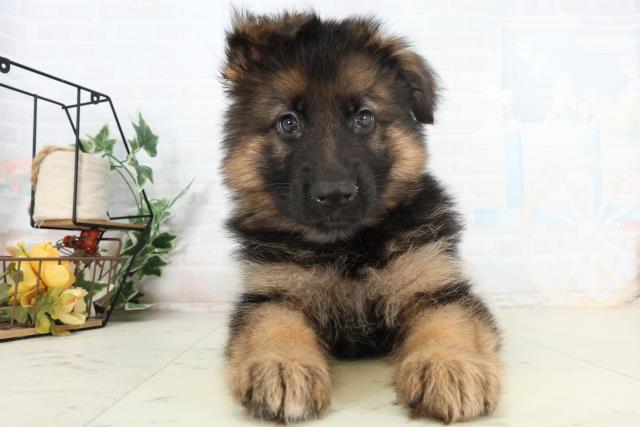 沖縄県のハーフ犬・ミックス犬 (Coo&RIKU沖縄浦添店/2026年2月25日生まれ/女の子/ブラックタン)の子犬の1枚目の画像