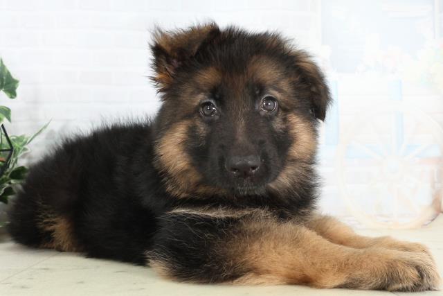 沖縄県のハーフ犬・ミックス犬 (Coo&RIKU沖縄浦添店/2026年2月25日生まれ/女の子/ブラックタン)の子犬の2枚目の画像