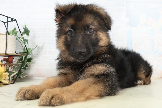 沖縄県のハーフ犬・ミックス犬 (Coo&RIKU沖縄浦添店/2026年2月25日生まれ/女の子/ブラックタン)の子犬の3枚目の画像