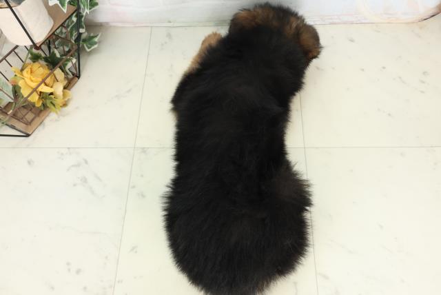 沖縄県のハーフ犬・ミックス犬 (Coo&RIKU沖縄浦添店/2026年2月25日生まれ/女の子/ブラックタン)の子犬の4枚目の画像