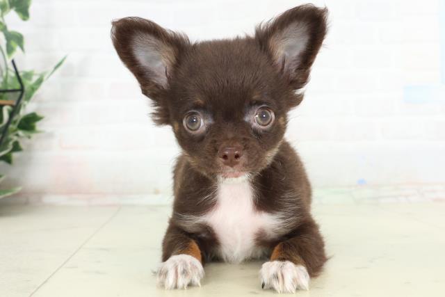 宮崎県のチワワ(ロング) (Coo&RIKU宮崎店/2026年2月25日生まれ/男の子/チョコレートタンホワイト)の子犬の1枚目の画像