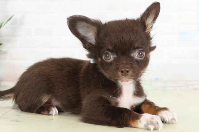 宮崎県のチワワ(ロング) (Coo&RIKU宮崎店/2026年2月25日生まれ/男の子/チョコレートタンホワイト)の子犬の2枚目の画像