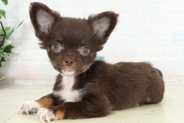 宮崎県のチワワ(ロング) (Coo&RIKU宮崎店/2026年2月25日生まれ/男の子/チョコレートタンホワイト)の子犬の3枚目の画像