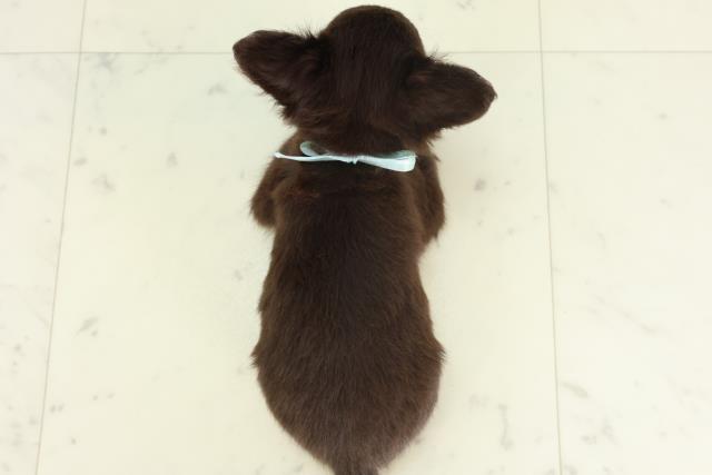 宮崎県のチワワ(ロング) (Coo&RIKU宮崎店/2026年2月25日生まれ/男の子/チョコレートタンホワイト)の子犬の4枚目の画像