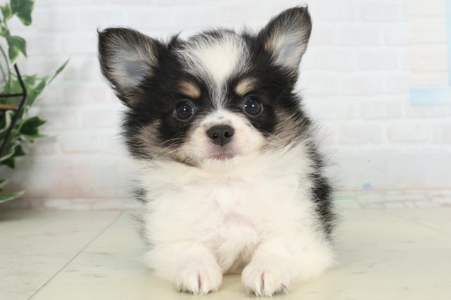 鹿児島県のチワワ(ロング) (Coo&RIKU鹿屋店/2026年2月25日生まれ/女の子/ブラックタンホワイト)の子犬