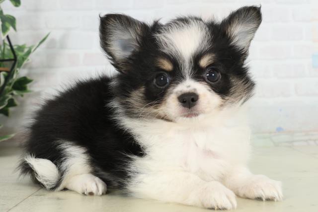 鹿児島県のチワワ(ロング) (Coo&RIKU鹿屋店/2026年2月25日生まれ/女の子/ブラックタンホワイト)の子犬の2枚目の画像