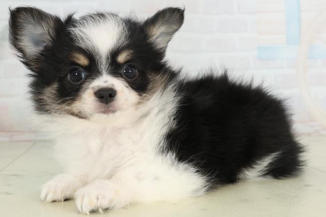 鹿児島県のチワワ(ロング) (Coo&RIKU鹿屋店/2026年2月25日生まれ/女の子/ブラックタンホワイト)の子犬の3枚目の画像