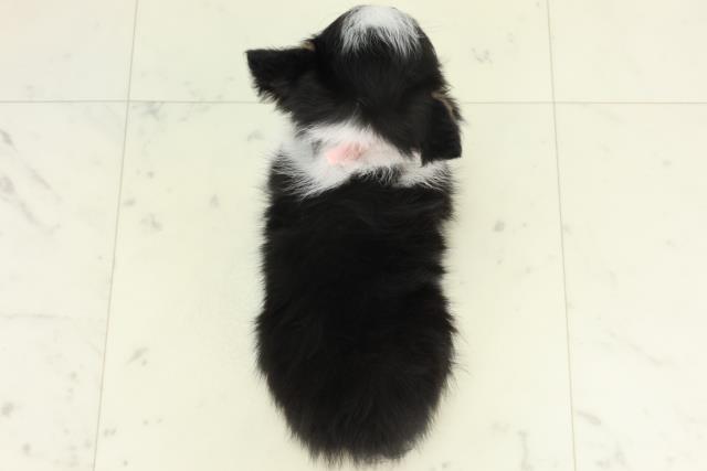 鹿児島県のチワワ(ロング) (Coo&RIKU鹿屋店/2026年2月25日生まれ/女の子/ブラックタンホワイト)の子犬の4枚目の画像