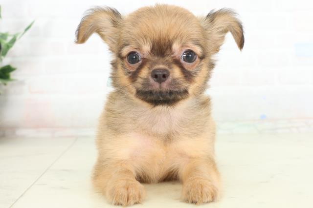 鹿児島県のチワワ(ロング) (Coo&RIKU霧島店/2026年2月25日生まれ/男の子/レッドホワイト)の子犬の1枚目の画像