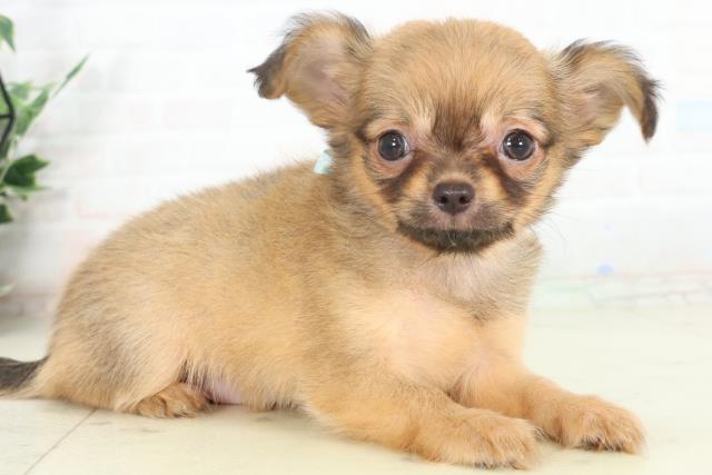 鹿児島県のチワワ(ロング) (Coo&RIKU霧島店/2026年2月25日生まれ/男の子/レッドホワイト)の子犬の2枚目の画像