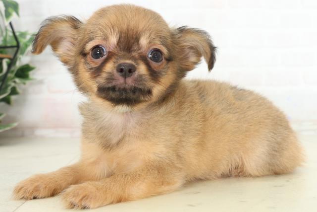 鹿児島県のチワワ(ロング) (Coo&RIKU霧島店/2026年2月25日生まれ/男の子/レッドホワイト)の子犬の3枚目の画像