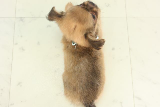 鹿児島県のチワワ(ロング) (Coo&RIKU霧島店/2026年2月25日生まれ/男の子/レッドホワイト)の子犬の4枚目の画像