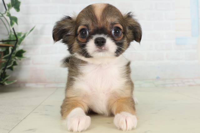 沖縄県のチワワ(ロング) (Coo&RIKU沖縄浦添店/2026年2月25日生まれ/女の子/レッドホワイト)の子犬の1枚目の画像