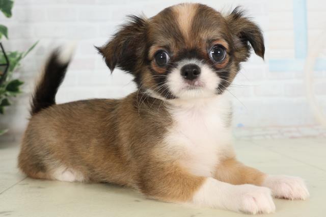 沖縄県のチワワ(ロング) (Coo&RIKU沖縄浦添店/2026年2月25日生まれ/女の子/レッドホワイト)の子犬の2枚目の画像