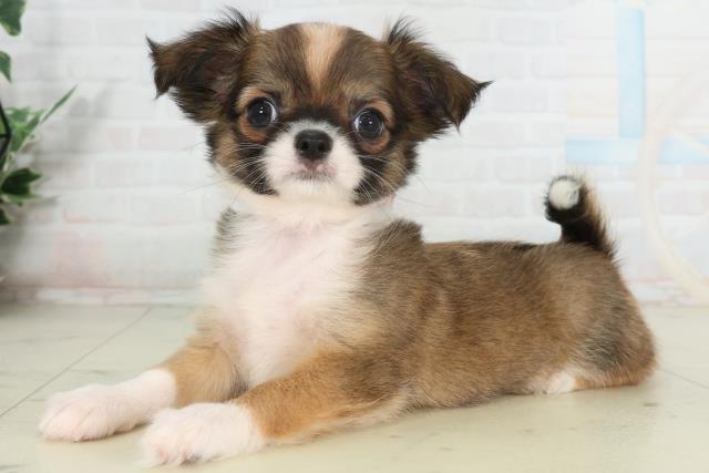 沖縄県のチワワ(ロング) (Coo&RIKU沖縄浦添店/2026年2月25日生まれ/女の子/レッドホワイト)の子犬の3枚目の画像