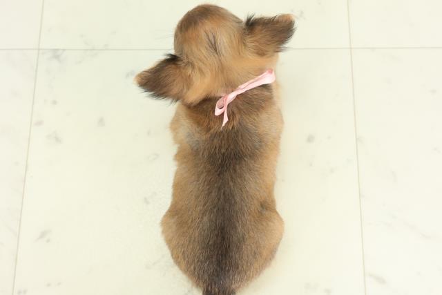 熊本県のチワワ(ロング) (Coo&RIKUイオンモール宇城店/2026年2月25日生まれ/女の子/レッド)の子犬の4枚目の画像