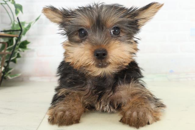 熊本県のヨークシャーテリア (Coo&RIKUカリーノ玉名店/2026年2月11日生まれ/女の子/スチールブルータン)の子犬の1枚目の画像