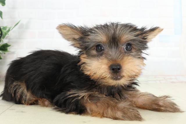 熊本県のヨークシャーテリア (Coo&RIKUカリーノ玉名店/2026年2月11日生まれ/女の子/スチールブルータン)の子犬の2枚目の画像