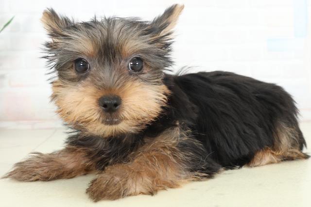 熊本県のヨークシャーテリア (Coo&RIKUカリーノ玉名店/2026年2月11日生まれ/女の子/スチールブルータン)の子犬の3枚目の画像