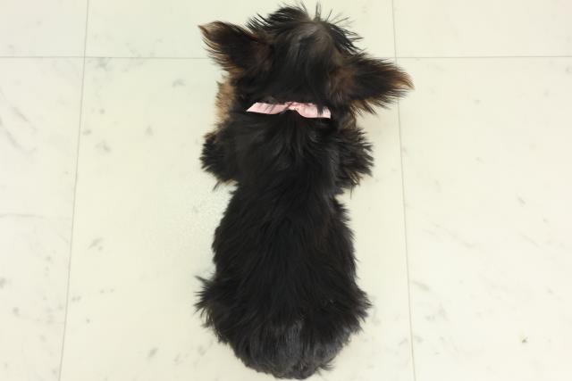 熊本県のヨークシャーテリア (Coo&RIKUカリーノ玉名店/2026年2月11日生まれ/女の子/スチールブルータン)の子犬の4枚目の画像