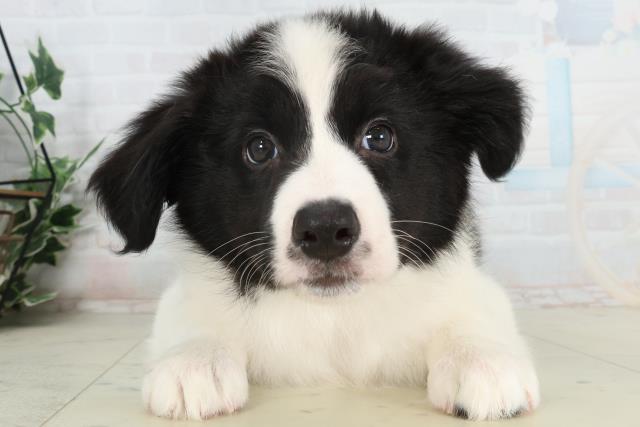福岡県のボーダーコリー (Coo&RIKU大牟田店/2026年2月15日生まれ/女の子/ブラックホワイト)の子犬の1枚目の画像