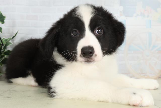 福岡県のボーダーコリー (Coo&RIKU大牟田店/2026年2月15日生まれ/女の子/ブラックホワイト)の子犬の2枚目の画像