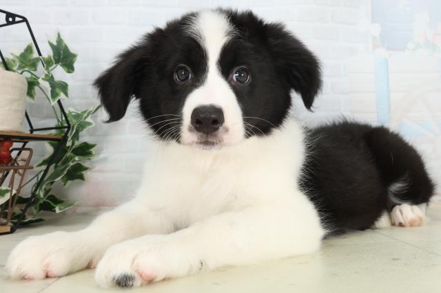 福岡県のボーダーコリー (Coo&RIKU大牟田店/2026年2月15日生まれ/女の子/ブラックホワイト)の子犬の3枚目の画像