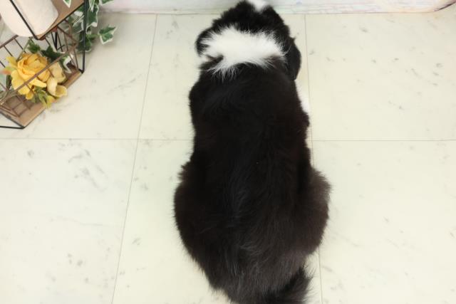 福岡県のボーダーコリー (Coo&RIKU大牟田店/2026年2月15日生まれ/女の子/ブラックホワイト)の子犬の4枚目の画像