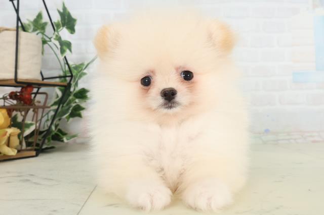 長崎県のポメラニアン (Coo&RIKU長崎佐世保店/2026年2月20日生まれ/男の子/クリーム)の子犬の1枚目の画像
