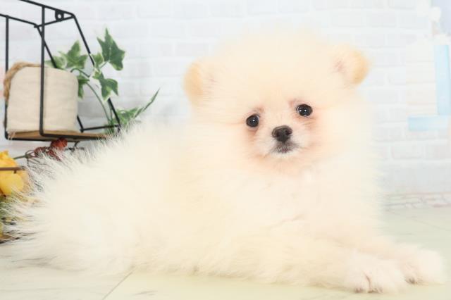 長崎県のポメラニアン (Coo&RIKU長崎佐世保店/2026年2月20日生まれ/男の子/クリーム)の子犬の2枚目の画像