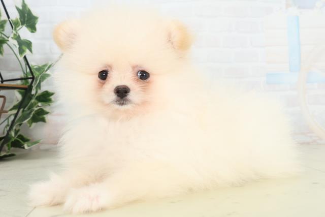 長崎県のポメラニアン (Coo&RIKU長崎佐世保店/2026年2月20日生まれ/男の子/クリーム)の子犬の3枚目の画像