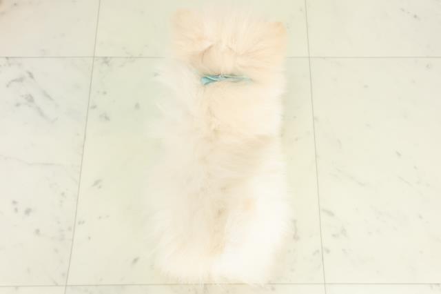 長崎県のポメラニアン (Coo&RIKU長崎佐世保店/2026年2月20日生まれ/男の子/クリーム)の子犬の4枚目の画像