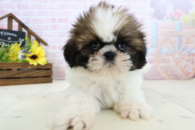 熊本県のシーズー (Coo&RIKU宇土シティモール店/2026年2月24日生まれ/女の子/ゴールドホワイト)の子犬の1枚目の画像