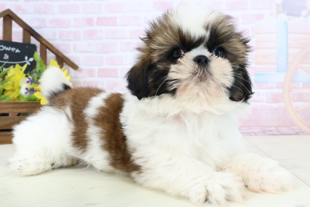 熊本県のシーズー (Coo&RIKU宇土シティモール店/2026年2月24日生まれ/女の子/ゴールドホワイト)の子犬の2枚目の画像