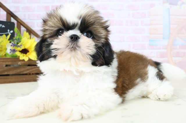 熊本県のシーズー (Coo&RIKU宇土シティモール店/2026年2月24日生まれ/女の子/ゴールドホワイト)の子犬の3枚目の画像