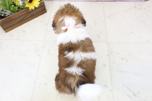 熊本県のシーズー (Coo&RIKU宇土シティモール店/2026年2月24日生まれ/女の子/ゴールドホワイト)の子犬の4枚目の画像