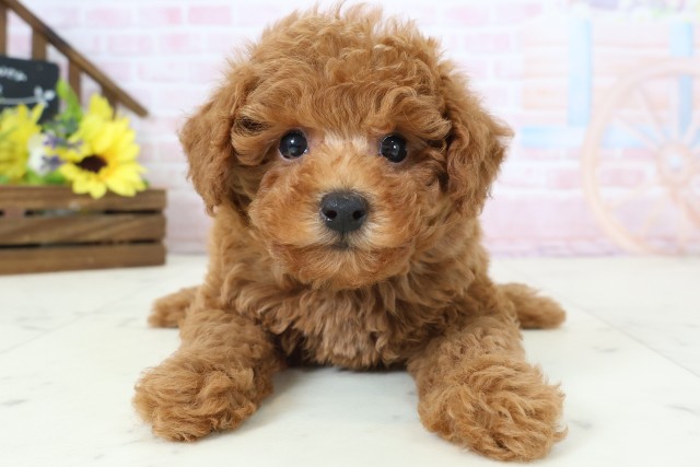 福岡県のトイプードル(トイ) (Coo&RIKUフォレストシティ春日店/2026年2月24日生まれ/男の子/アプリコット)の子犬の1枚目の画像