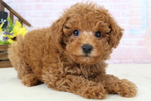 福岡県のトイプードル(トイ) (Coo&RIKUフォレストシティ春日店/2026年2月24日生まれ/男の子/アプリコット)の子犬の2枚目の画像