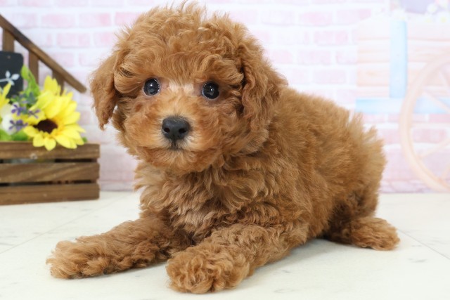 福岡県のトイプードル(トイ) (Coo&RIKUフォレストシティ春日店/2026年2月24日生まれ/男の子/アプリコット)の子犬の3枚目の画像