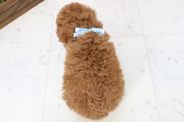 福岡県のトイプードル(トイ) (Coo&RIKUフォレストシティ春日店/2026年2月24日生まれ/男の子/アプリコット)の子犬の4枚目の画像