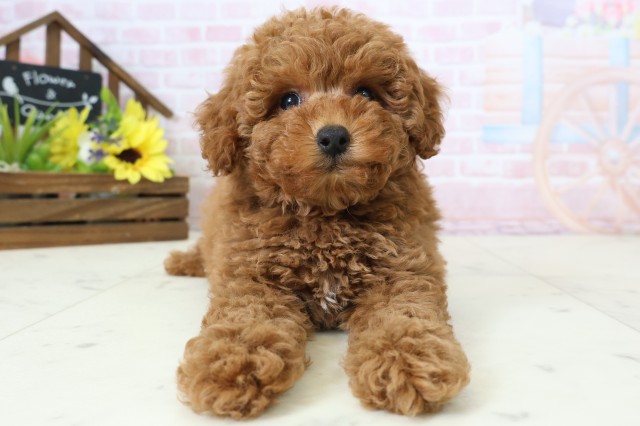 トイ・プードル
