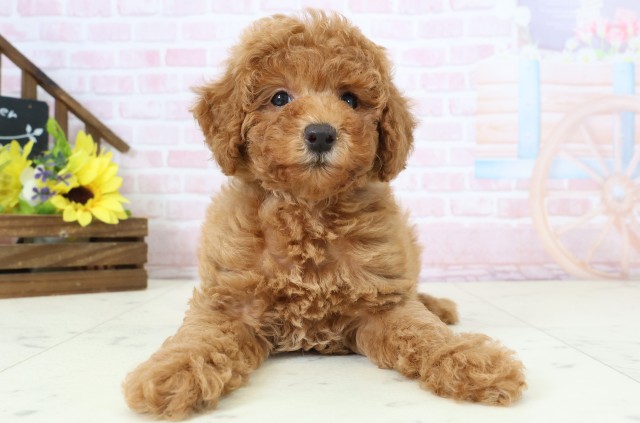 福岡県のトイプードル(トイ) (Coo&RIKU筑後店/2026年2月24日生まれ/女の子/アプリコット)の子犬の1枚目の画像