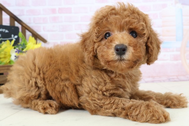 福岡県のトイプードル(トイ) (Coo&RIKU筑後店/2026年2月24日生まれ/女の子/アプリコット)の子犬の2枚目の画像