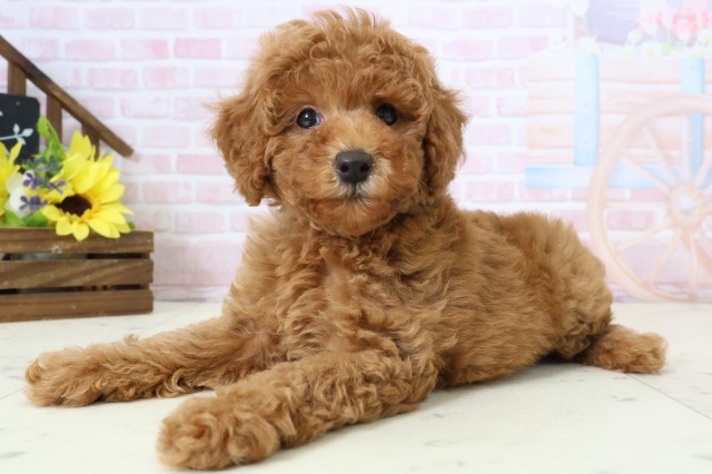 福岡県のトイプードル(トイ) (Coo&RIKU筑後店/2026年2月24日生まれ/女の子/アプリコット)の子犬の3枚目の画像