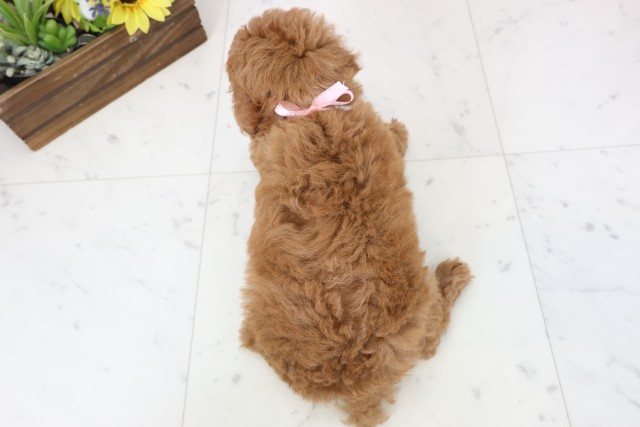 福岡県のトイプードル(トイ) (Coo&RIKU筑後店/2026年2月24日生まれ/女の子/アプリコット)の子犬の4枚目の画像