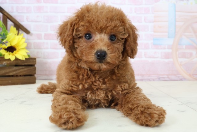 福岡県のトイプードル(トイ) (Coo&RIKU黒崎店/2026年2月24日生まれ/女の子/アプリコット)の子犬の1枚目の画像