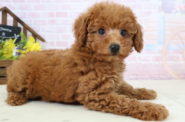 福岡県のトイプードル(トイ) (Coo&RIKU黒崎店/2026年2月24日生まれ/女の子/アプリコット)の子犬の2枚目の画像